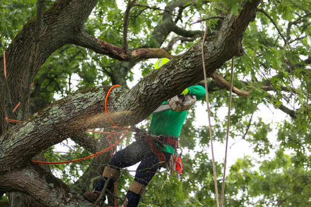 Professional Tree Services in Oak Ridge, FL